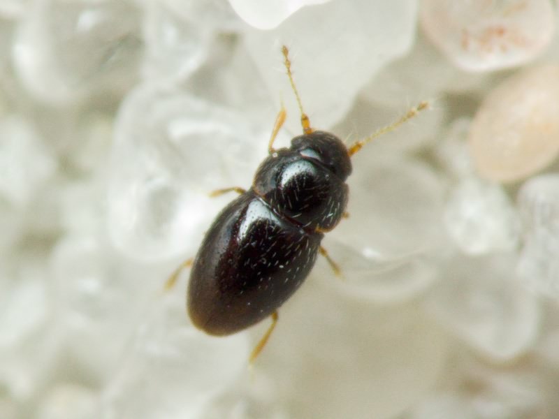 Ptenidium Erichson, 1845